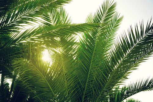 Palm
