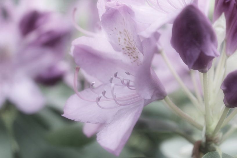 Rhododendron by Dagmar Marina