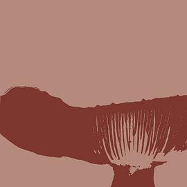 Pilz in Farbe