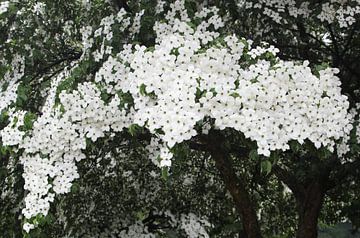 Fleur de printemps orientale sur Inge Hogenbijl