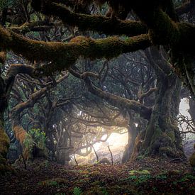forêt enchantée sur Stefan Bauwens Photography