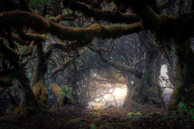 enchanted forest by Stefan Bauwens Photography