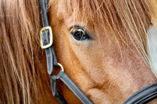Diepe Blik Het Oog van het Paard