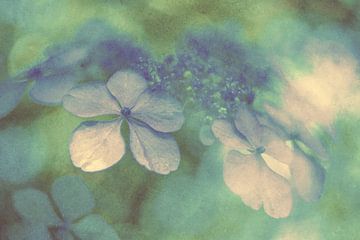 Hydrangea by Elles Rijsdijk