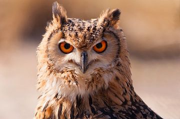 Uil (owl) van Brian Morgan