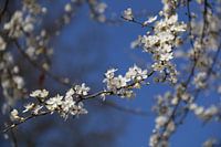 Kleine witte bloesem