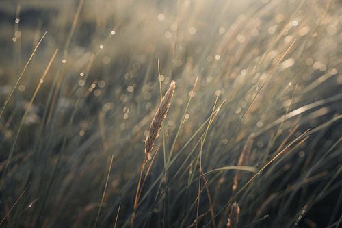 Brin d'herbe dans la lumière du matin