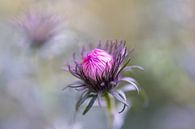 rosa und violette Sommerpracht von Tania Perneel Miniaturansicht