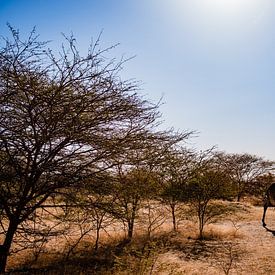 Giraffe im Senegal Afrika von Babet Trommelen