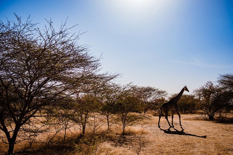 Giraffe in Senegal Afrika van Babet Trommelen