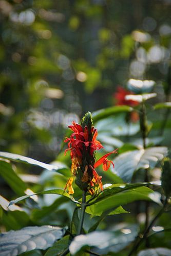 Zebraplant Aphelandra