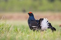Black grouse