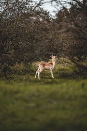 Deer diary by The Wild Scribe Prints