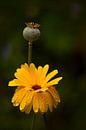 Gelbe Blume in Nahaufnahme von John Leeninga Miniaturansicht