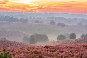 Sonnenaufgang über blühenden Heidekrautfeldern in den Hügeln
