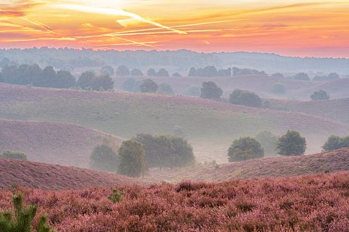 Sunrise over blossoming Heather fields in the hills by Sjoerd van der Wal Photography