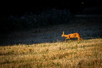 Cerf dans la prairie