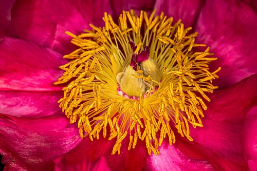 Fotogenieke pioenrozen #07