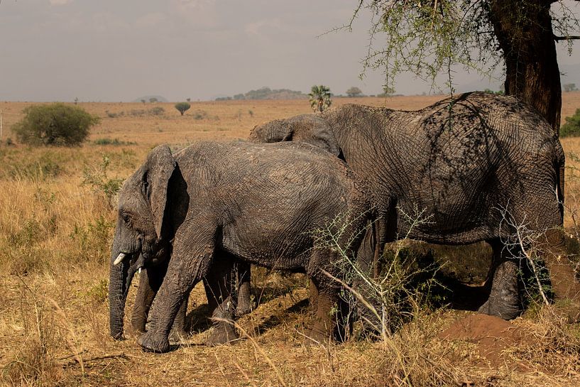 The breath of the earth - Elephants in Kidepo Valley by Rick Massar