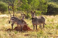 Zebras in der Savanne Namibias