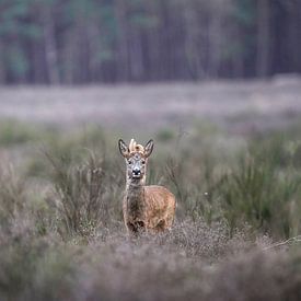 Reebok auf der Westerheide von Tom Zwerver