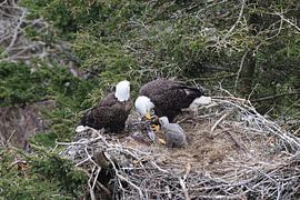 Adult Bald Eagle with chick in a nest in a tree Newfoundland Canada