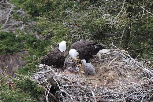 Volwassen zeearend met kuiken in een nest in een boom Newfoundland Canada