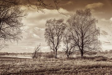 Dramatisch winterlandschap met oude bomen van Lisette Rijkers