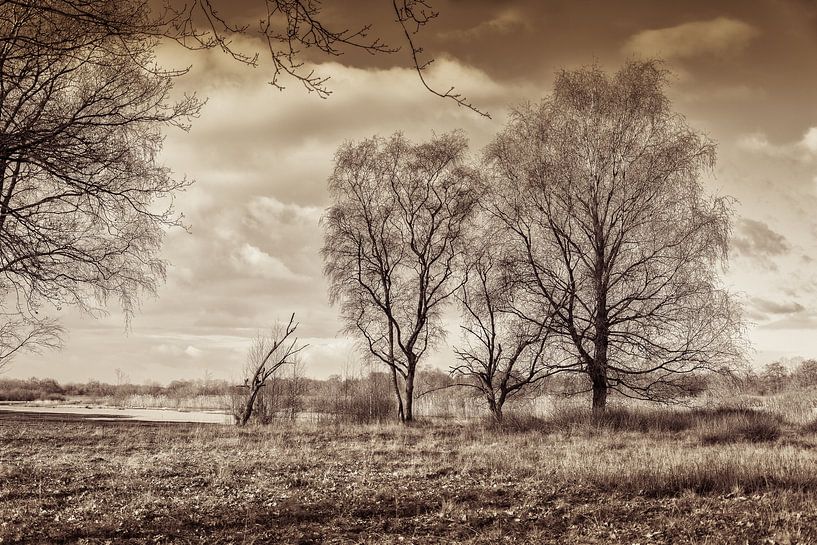 Dramatic winter landscape with ancient trees by Lisette Rijkers
