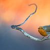 Roodborst (Erithacus rubecula) van AGAMI Photo Agency