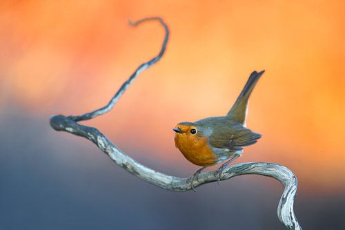 Robin des bois (Erithacus rubecula)