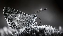 Vlinder in zwart-wit