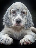 Droopy