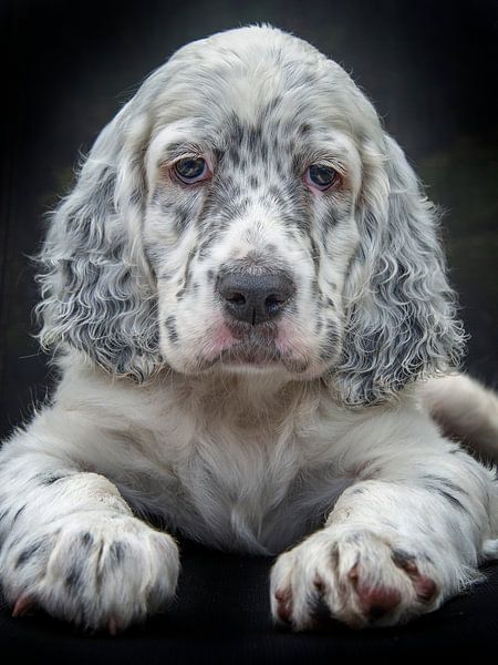 Droopy van Jan  Soeterbroek