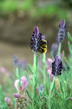 Lavendelbloem met hommel van Ines Thun