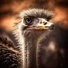 Ostrich close-up by Digital Art Nederland