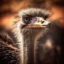 Ostrich close-up by Digital Art Nederland thumbnail