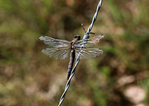 Grande flèche bleue
