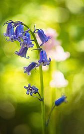 Bluebells by Vincent Verdoold Photography