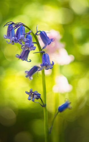 Bluebells