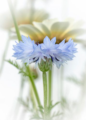 cornflower