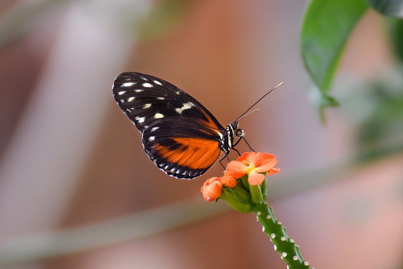 Schmetterling auf einer schönen farbigen Blume von Kim de Been