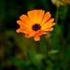 Marigold flower by Fartifos