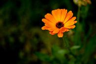 Blüte der Ringelblume von Fartifos Miniaturansicht