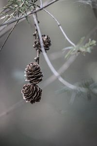 Herfst