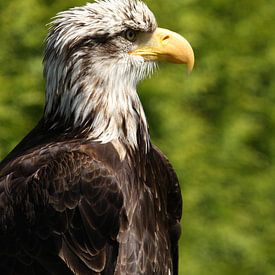 Weißkopfseeadler von Sander Miedema