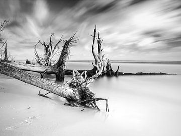 Trees and roots on the Baltic coast (monochrome)