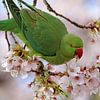 Halsbandparkiet tussen de bloesem van Edwin Butter