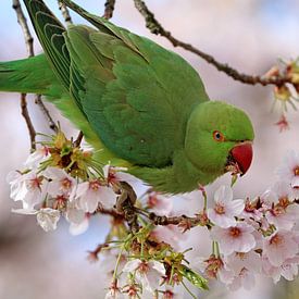 Rose-ringed parakeet by Edwin Butter