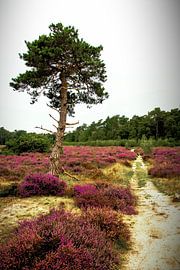 Loonse En Drunense Dunes by Roy IJpelaar